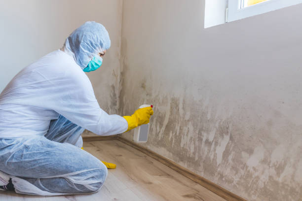 Licensed Commercial Mold Remediation service in Greenville, MI - WQB Mold Removal