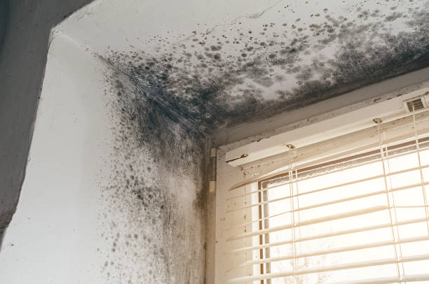 Affordable Commercial Mold Remediation solutions in Greenville, MI