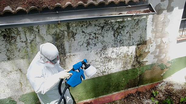 Top rated local Commercial Mold Remediation specialists in Greenville, MI